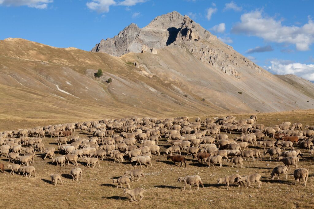 Flock of sheep grazing in Névache, Provence-Alpes, France against rocky mountain under blue sky.